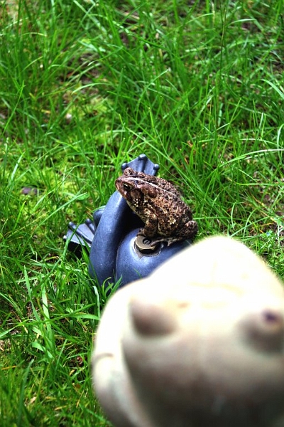 toad9.jpg - And he felt as if he was being watched.